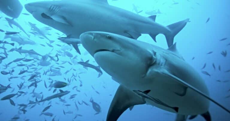 Por qué los tiburones prosperan en algunos parques marinos de Latinoamérica y desaparecen en otros