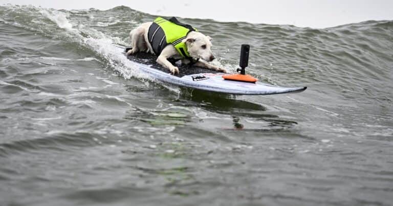 Murió Sugar, la primera perra que ingresó al Salón de la Fama del Surf: «Vivió para hacer sonreír a la gente»