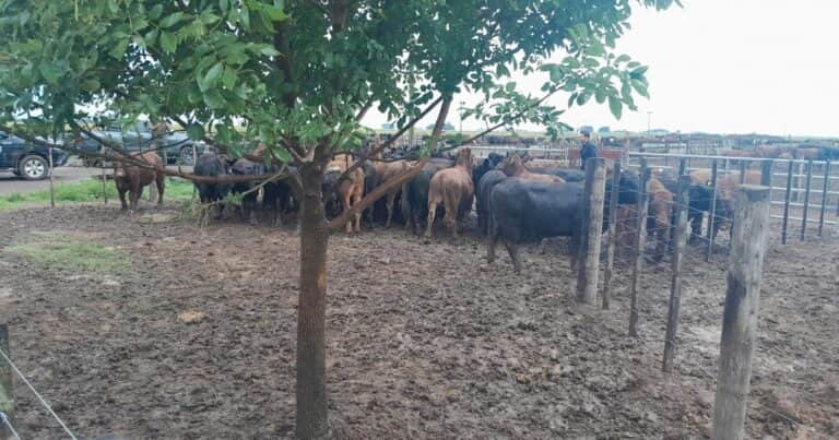 Santa Fe: recuperaron 161 animales tras la denuncia por robo de un influencer del agro