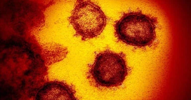 Obtienen la primera bacteria «zombi» que vive con el ADN de otra especie