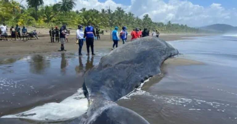 Tragedia en el mar: un cachalote varado en la playa murió tras quedar atrapado en redes de pesca