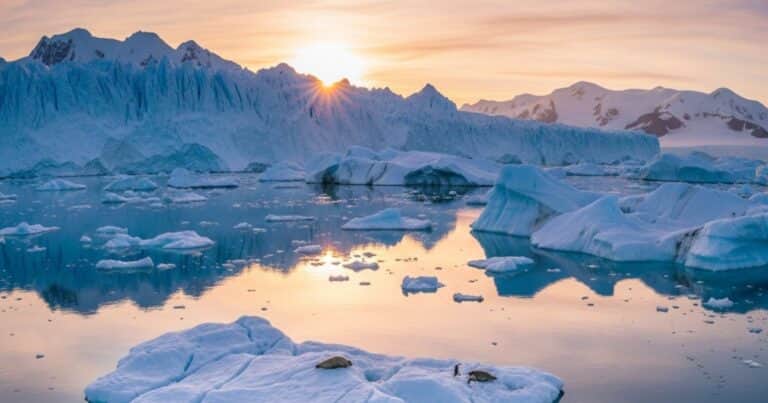 Encuentran organismos marinos bajo el hielo de la Antártida y revelan una señal clave sobre su futuro
