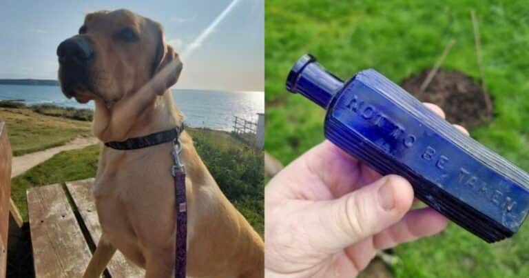 Cavó en el jardín y destapó un crimen olvidado hace 160 años: un perro encontró una botella de veneno del siglo XIX
