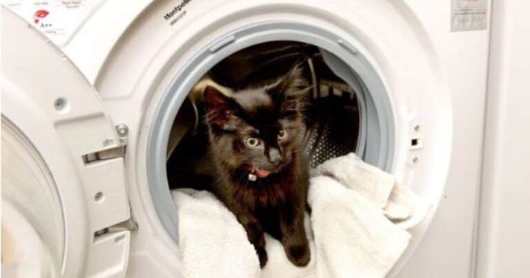 Una gatita estuvo 20 minutos en una lavadora y sobrevivió por una reanimación cardiopulmonar