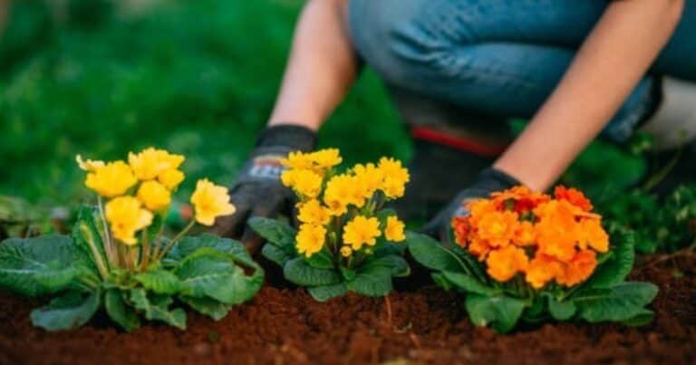 Si sembrás estas 3 flores en marzo, tu jardín explotará de color en otoño