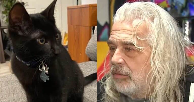 Un gatito sacrificó su vida para socorrer a su dueño: «Murió salvándome»