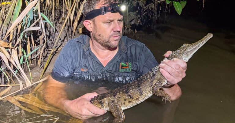 Capturaron a un cocodrilo en un arroyo, a 2.000 km de su hábitat