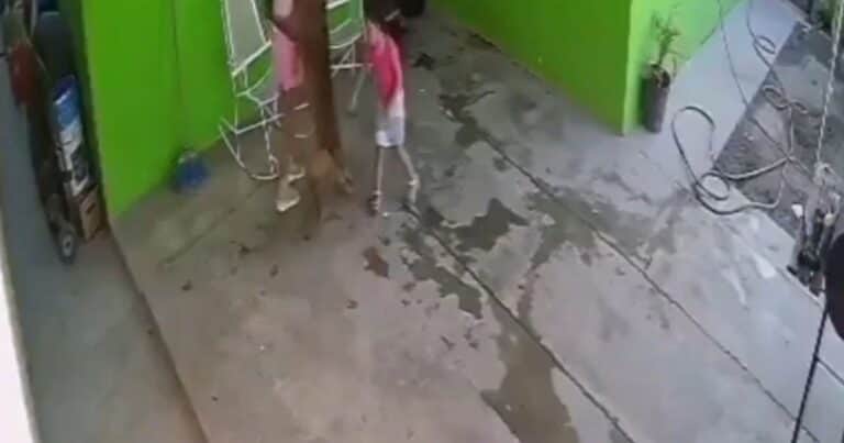Una niña de 7 años recibió 68 puntos en su cabeza tras ser atacada por su perro: el crudo video del hecho