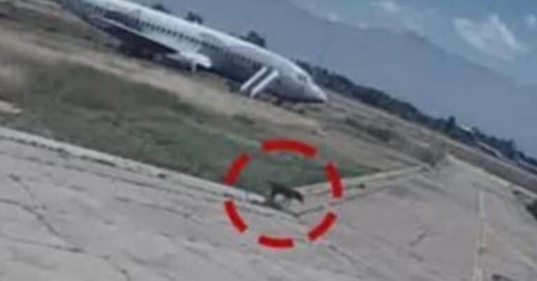 Un perro se escapó de un avión, corrió por la pista e interrumpió un aeropuerto
