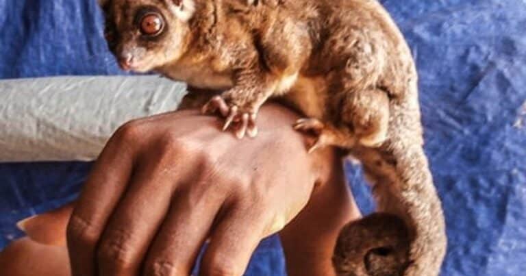«Taxón Lázaro»: encuentran ejemplares vivos de dos animales que creían extintos hace 6.000 años