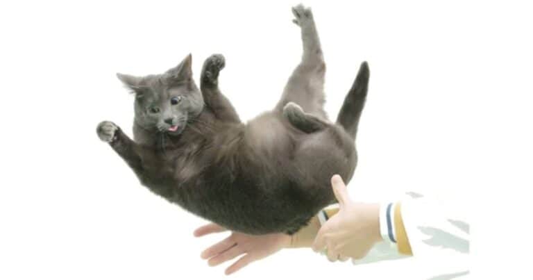 Ni acróbatas ni contorsionistas por naturaleza: un estudio científico explica por qué los gatos casi siempre caen parados