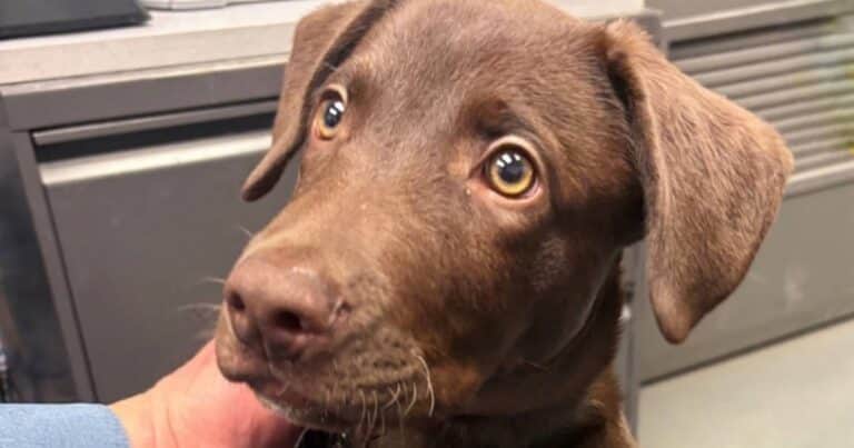 Abandonó a su perro en un aeropuerto, negó ser el dueño y lo descubrieron: «Ni siquiera al ver los videos lo admitió»