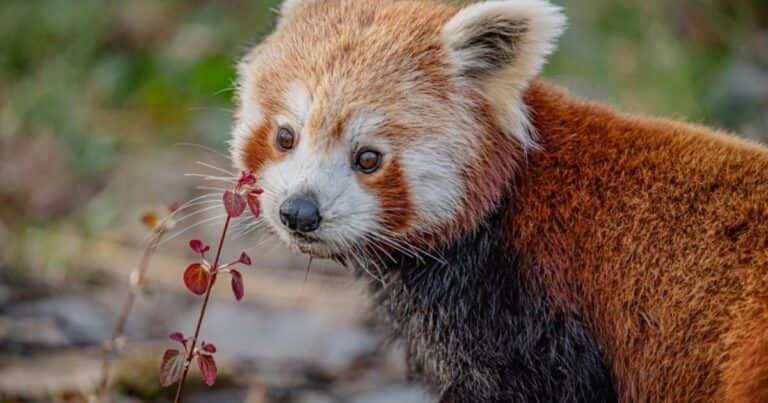 Akashi, la panda roja que tuvo una «cita a ciegas» que podría salvar a su especie: «Tenemos esperanza»