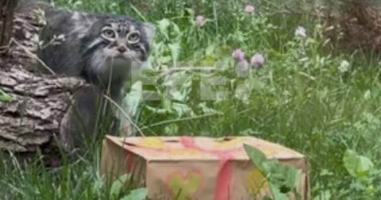 El manul Timoteo, que vive en el zoo de Moscú, no tendrá una «novia» francesa