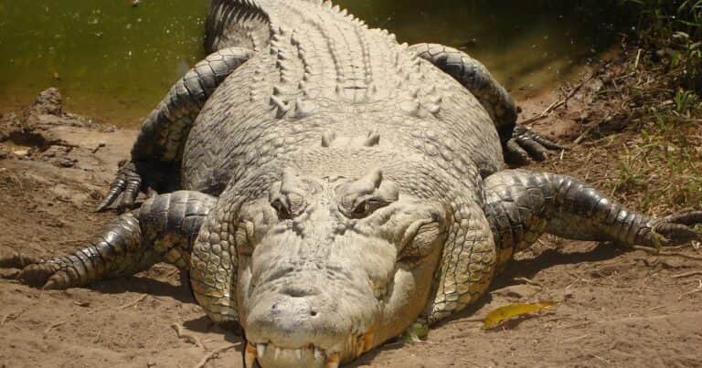«Hay cocodrilos absolutamente por todas partes»: el inesperado efecto de las inundaciones en Australia