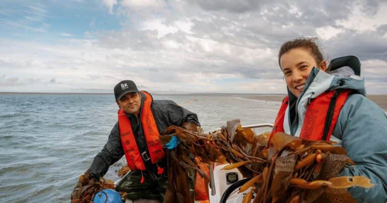 Cosechar en el mar para mejorar los cultivos en la tierra: se realizó la primera recolección de macroalgas en la Patagonia