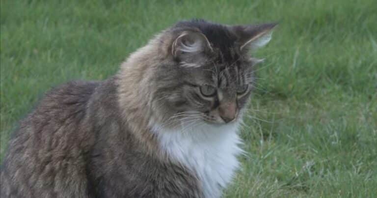 Nuevo ídolo: Louis, el gato que cruza ilegalmente la frontera entre Canadá y EE.UU.