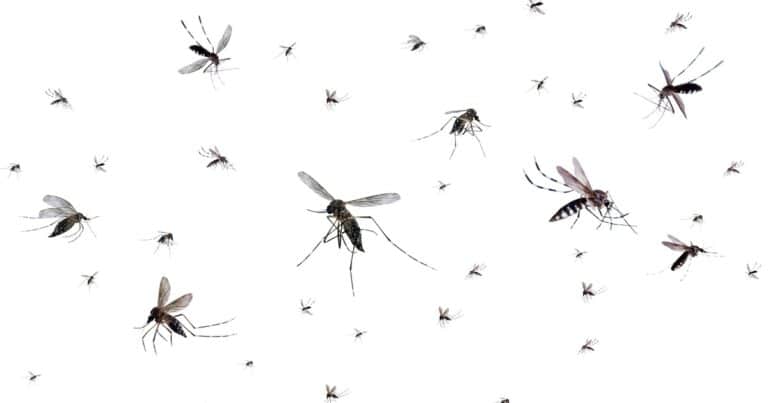 Científicos detectan que algunos mosquitos prefieren cada vez más la sangre humana