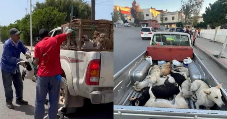 Marruecos: denuncian la matanza de perros callejeros por los preparativos del Mundial 2030