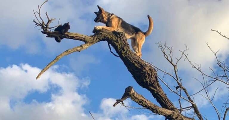Un perro persiguió a un gato y ambos debieron ser rescatados por los bomberos