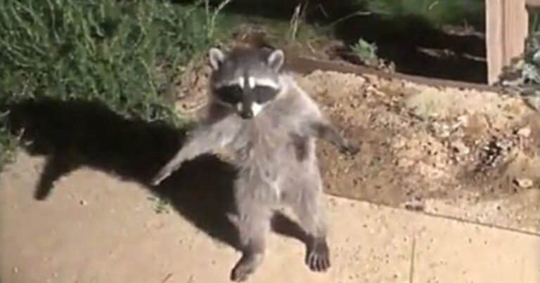 Video furor: dos mapaches fingen ser estatuas al ser descubiertos en un jardín