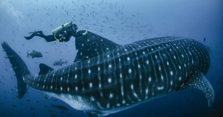 El tiburón ballena empieza a aparecer en Gibraltar y preocupa a los científicos