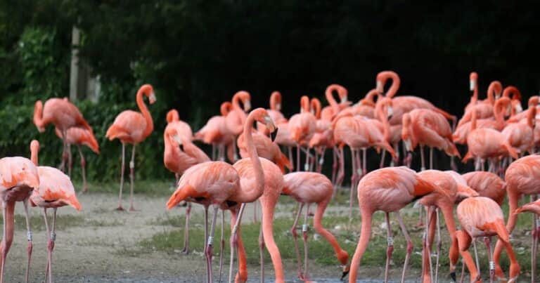33 años después vuelven los flamencos, guardaparques confirmaron la presencia de 100 polluelos