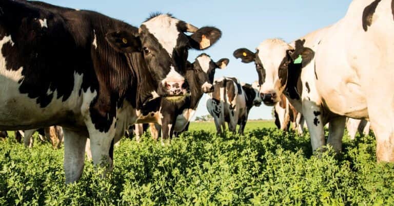 Lechería: menos tambos, más vacas y números en rojo