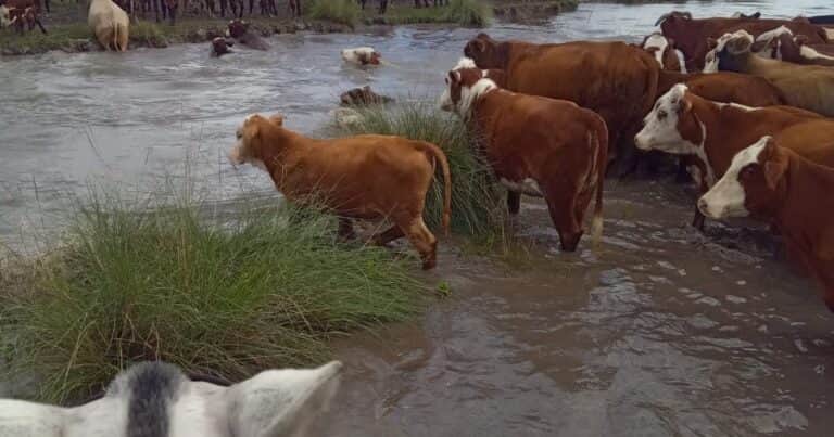 Santa Fe declaró la emergencia agropecuaria para los productores del norte afectados por las lluvias