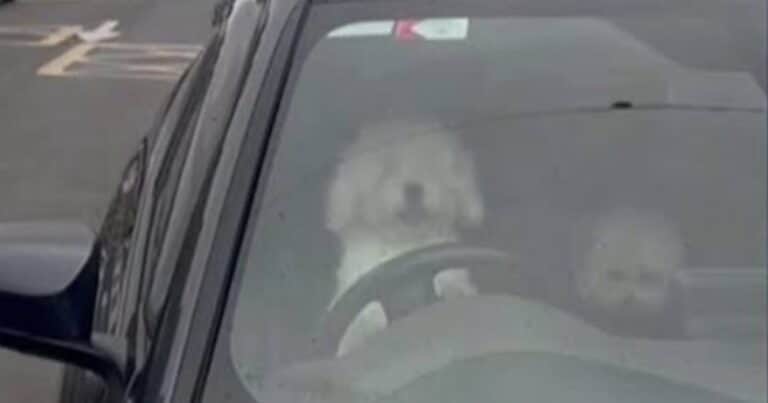 Un perro se enojó con su dueño que lo dejó en el auto y esta fue su increíble reacción