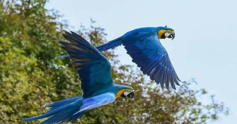 Después de 200 años regresaron a Río de Janeiro los papagayos azules y amarillos