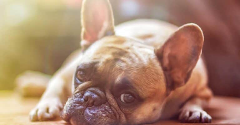 ¿Cómo se despiden los perros antes de morir? Estas son las señales para saber si tu perro vive sus últimos días