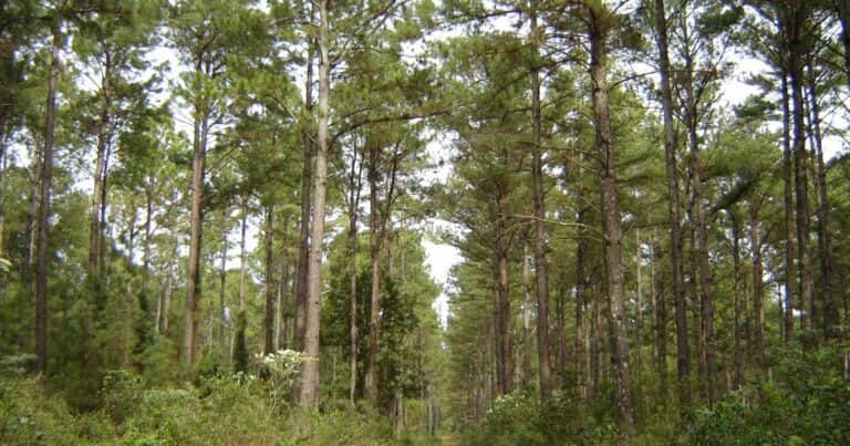 Invertirán US$ 2.000 millones en una planta de celulosa en Corrientes, que generaría 13.000 empleos
