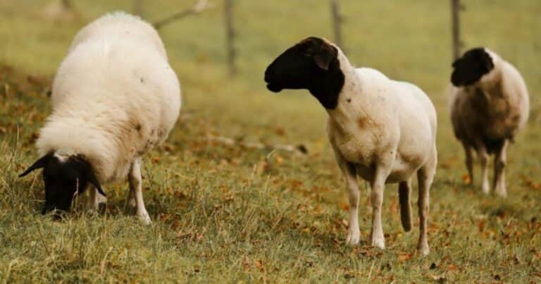 Se detectaron brotes por primera vez en Argentina de una enfermedad que causa la muerte en el ganado ovino