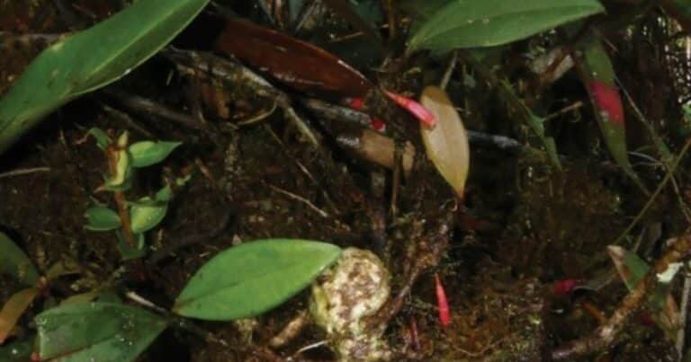 Descubren una «joya botánica» en la Amazonia de Ecuador