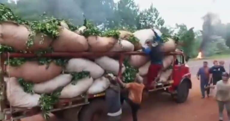 “El Estado es responsable”: productores de yerba mate vuelven a cortar rutas en reclamo por un aumento en el precio de la materia prima