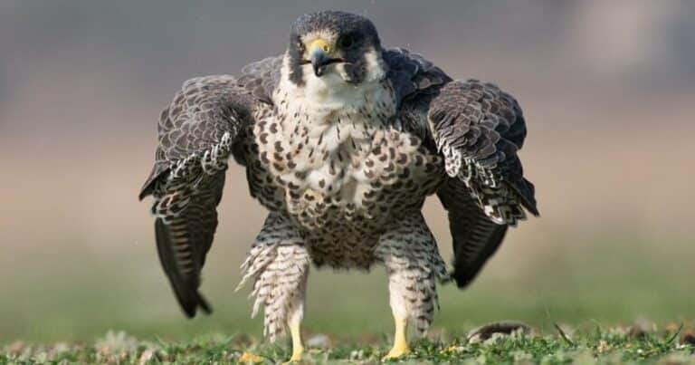 Las redes se asombran con el halcón peregrino que se parece a «Hulk»