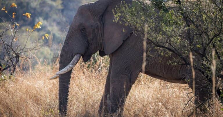 Después de 30 años en cautiverio, un elefante fue devuelto a su hábitat natural y se integró a una manada