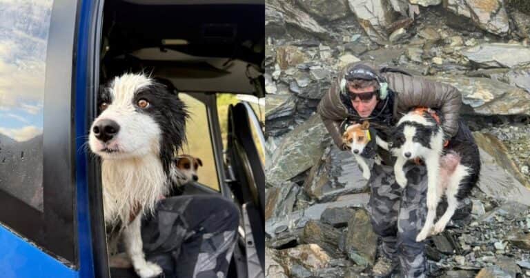 El milagroso rescate de Molly: cómo un presentimiento salvó a una perra perdida en un viaje de senderismo