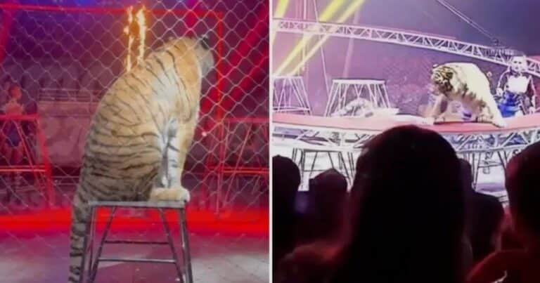 Un tigre saltó sobre el público durante un espectáculo circense