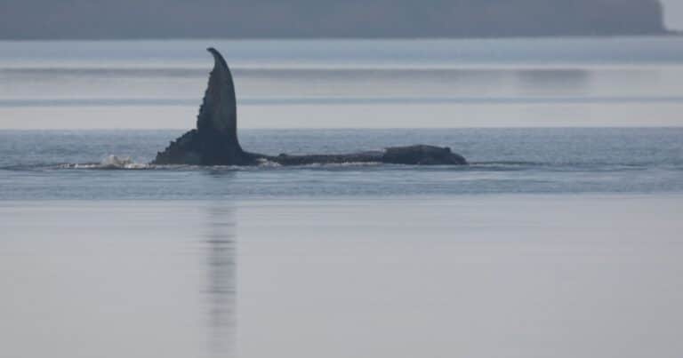 Una ballena jorobada lleva 19 días encallada, la iban a dejar morir y ahora lanzan un último intento contra reloj para salvarla