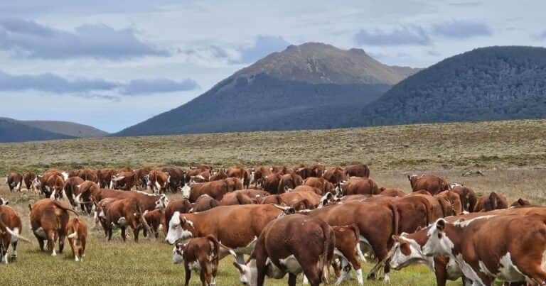 Contra los perros y el hielo, crece la ganadería más austral del planeta