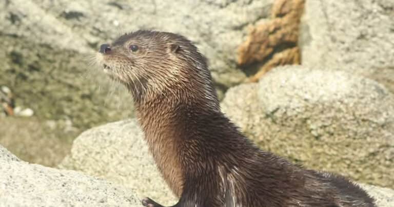 Tras 7 años, reapareció «Changuita», la nutria más pequeña del mundo