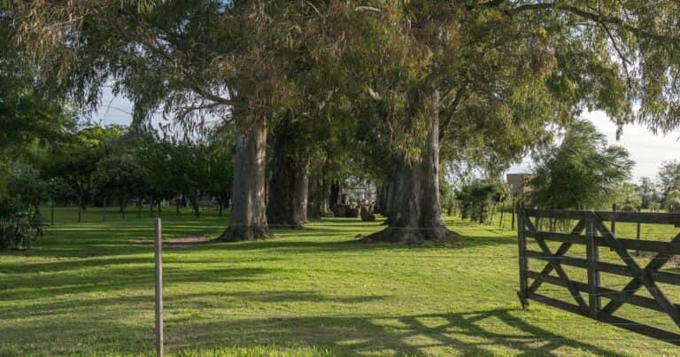 La venta de inmuebles rurales y el impacto en el Impuesto a las Ganancias