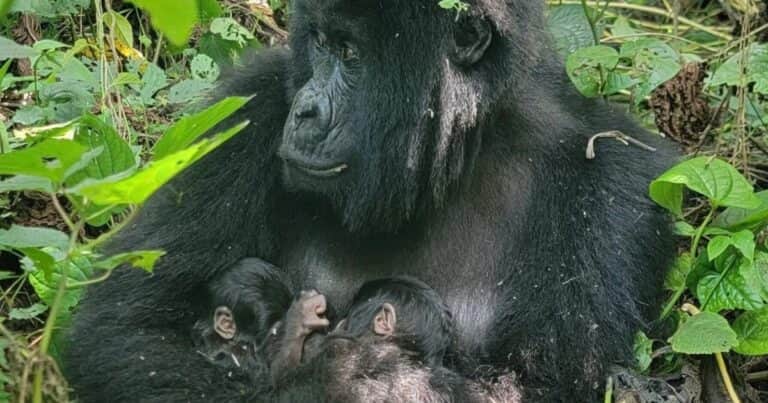 Nació una pareja de crías gemelas de gorila en el Congo