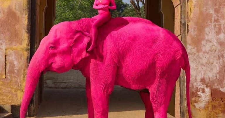 Una fotógrafa pintó de rosa un elefante para una sesión, el animal murió y despertó una ola de críticas
