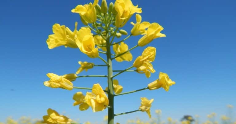 Carinata, camelina y colza: tres cultivos que ganan cada vez más lugar y con alto potencial de crecimiento
