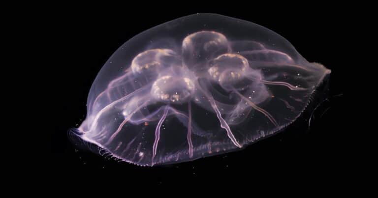 Descubrieron una nueva y fascinante especie de medusa luna