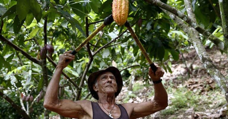 Dentro de 25 años el mundo podría quedarse sin chocolate