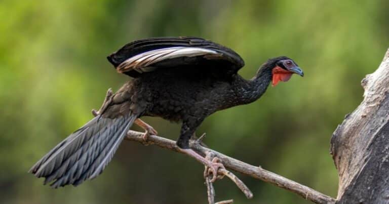 Ocho pichones de pava aliblanca nacieron en cautiverio y encendieron la esperanza para salvar la especie